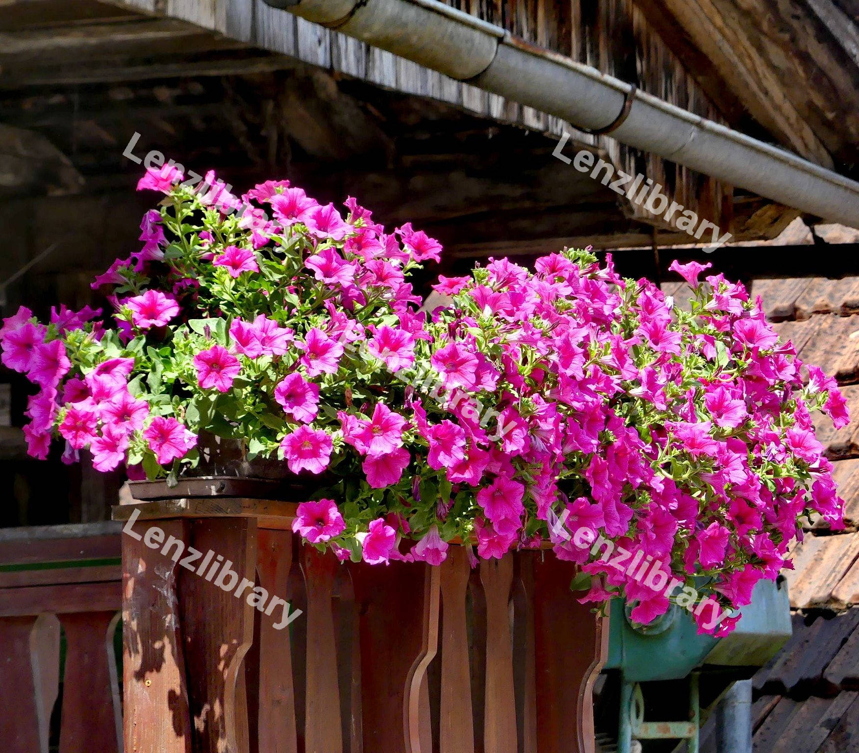 Petunia Flowers